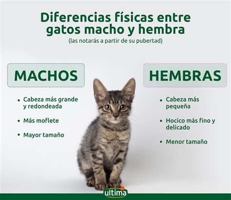 saber si un gato es macho o hembra|gato hembra macho.